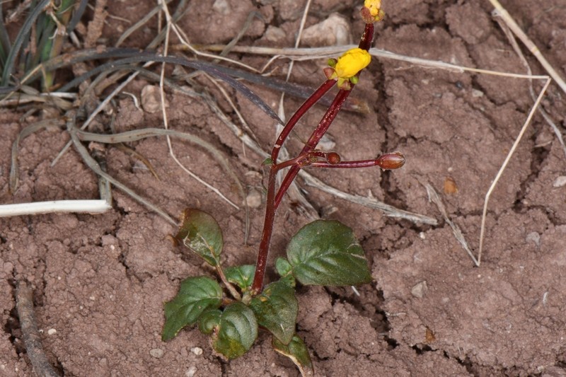 Camissonia bairdii photo 3