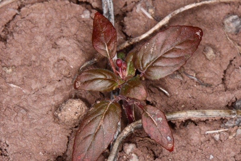 Camissonia bairdii photo 5