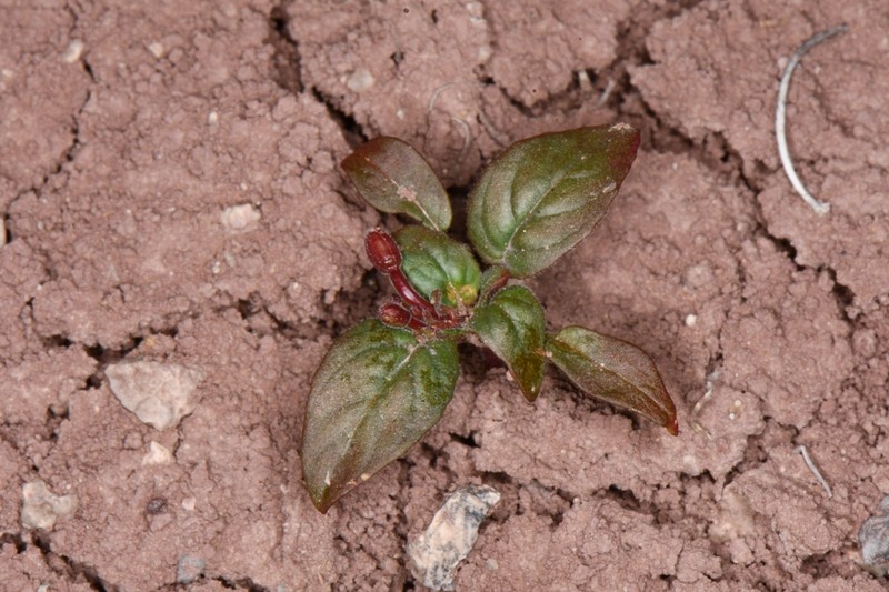 Camissonia bairdii photo 6