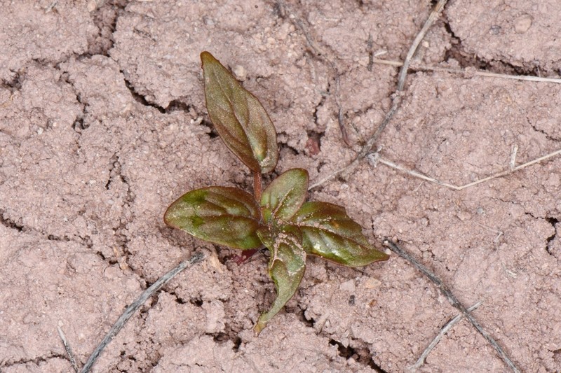 Camissonia bairdii photo 8