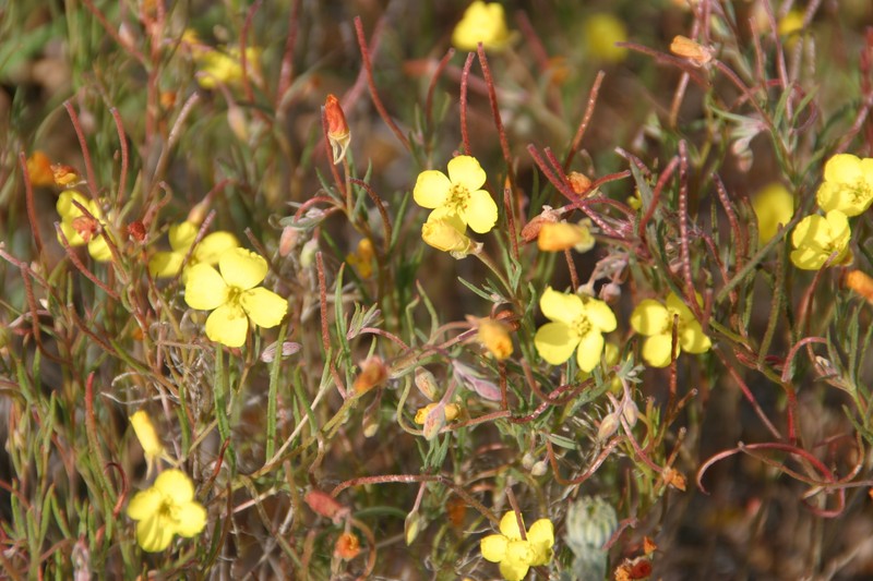 Mojave Suncup