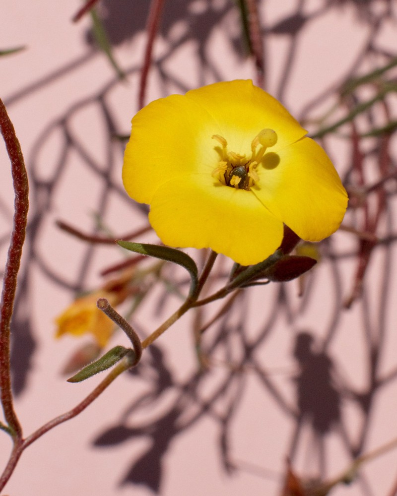Mojave Suncup photo 2
