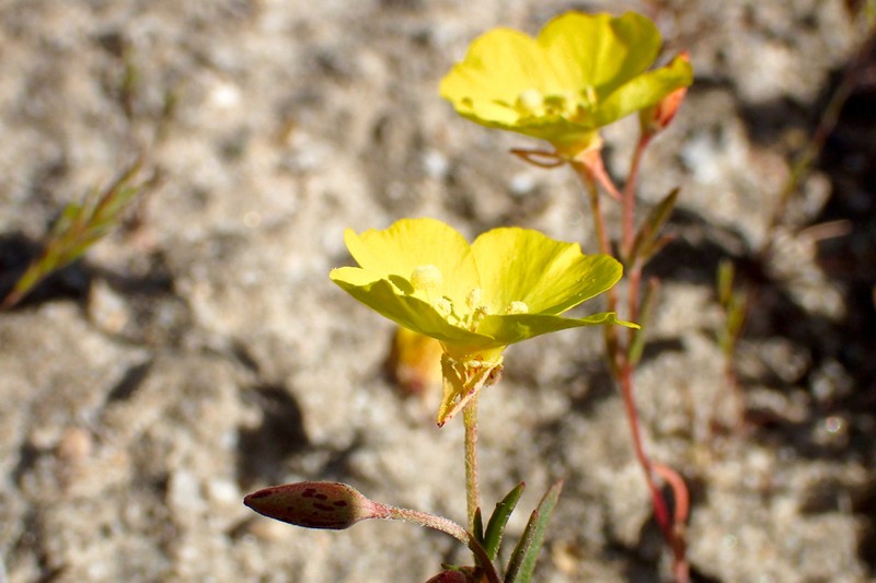 Mojave Suncup photo 3