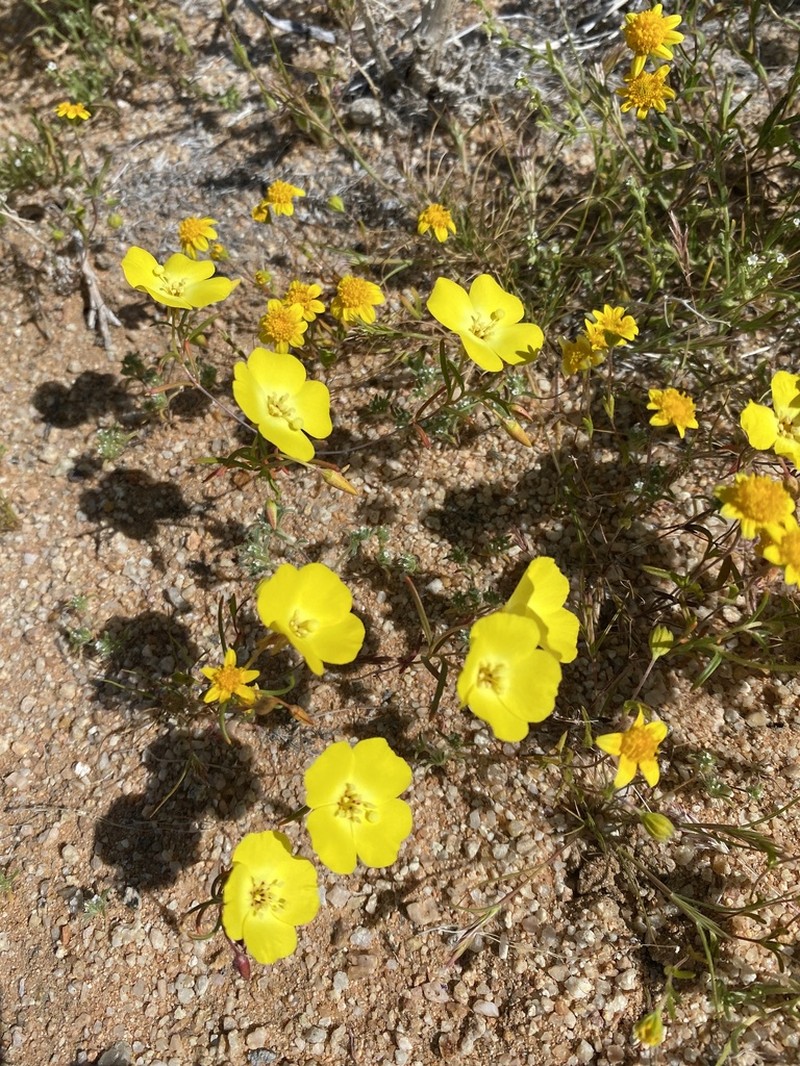 Mojave Suncup photo 4