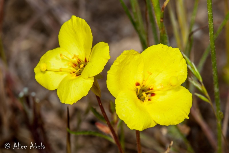 Mojave Suncup photo 5