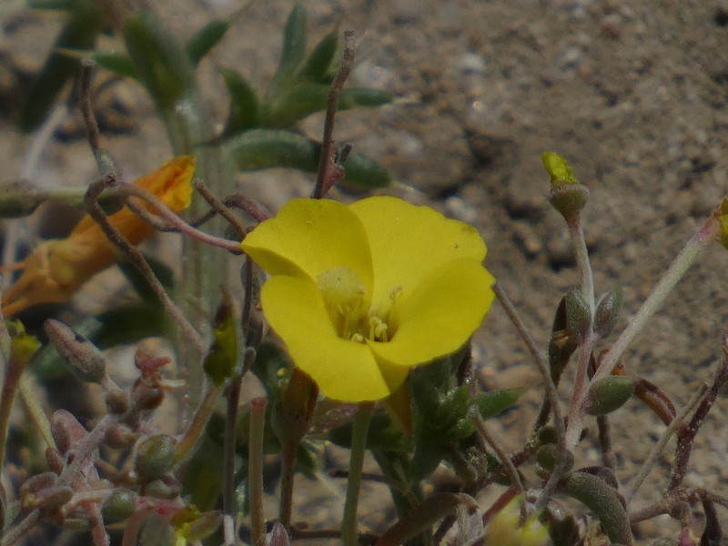 Mojave Suncup photo 6