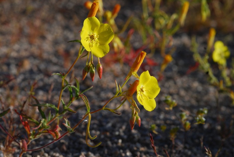 Mojave Suncup photo 7