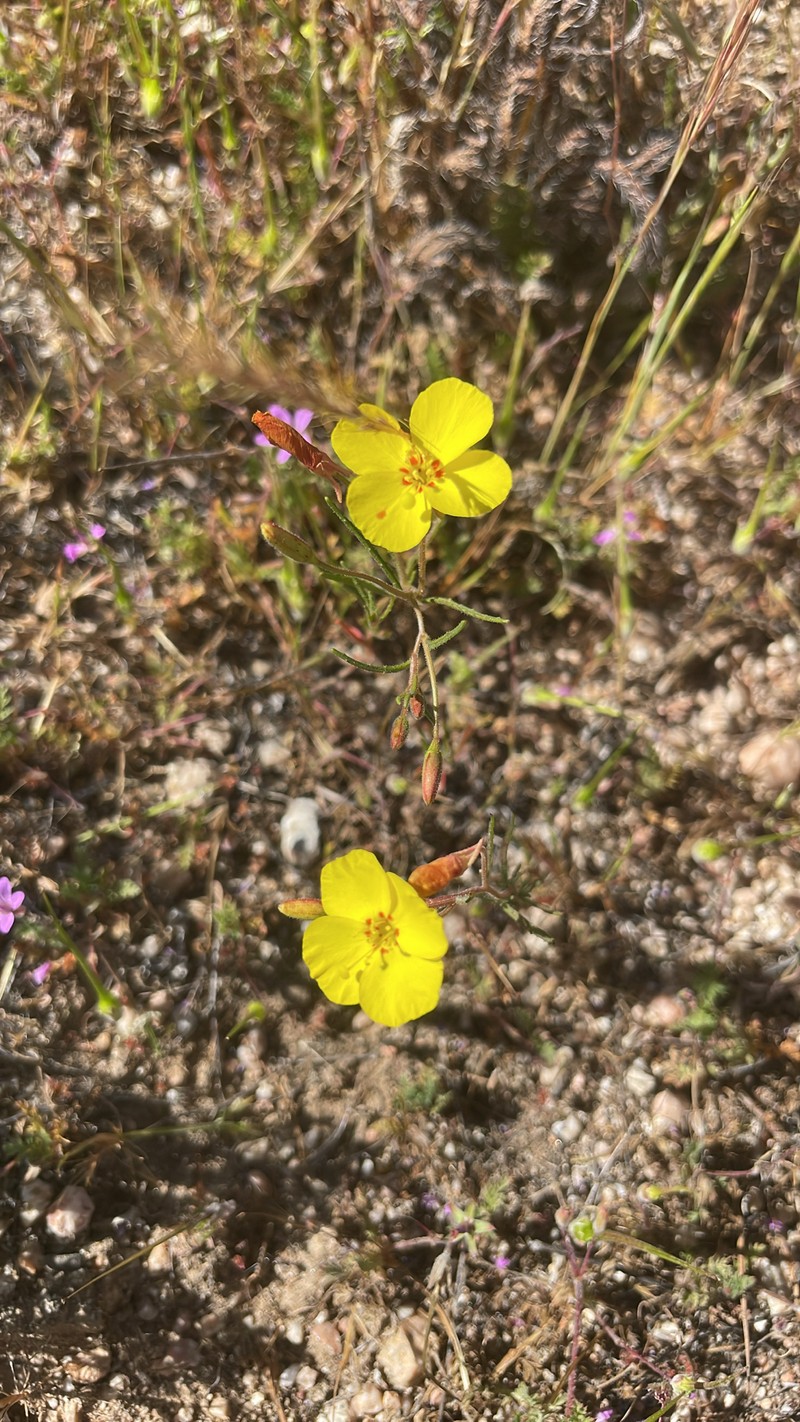 Camissonia campestris subsp. campestris