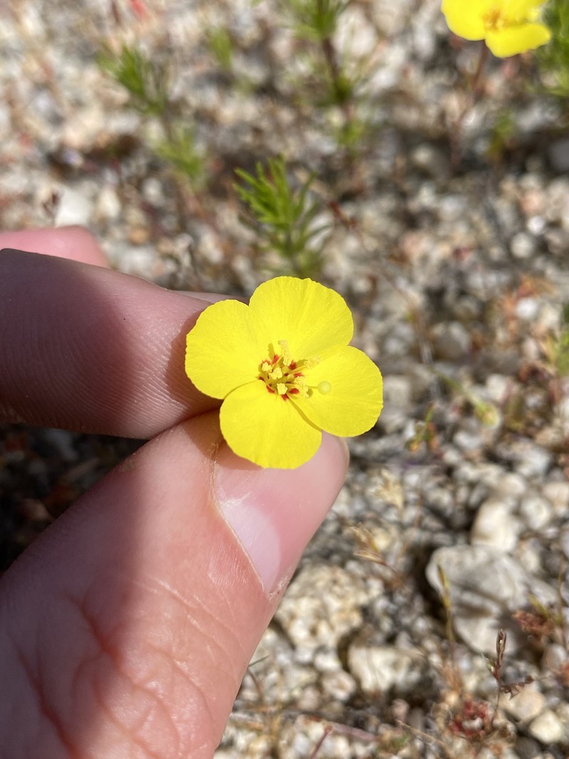 Camissonia campestris subsp. campestris photo 2