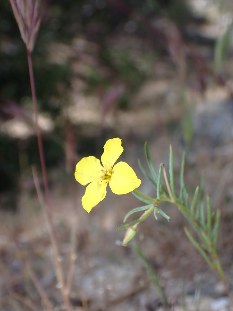 Camissonia campestris subsp. campestris photo 3