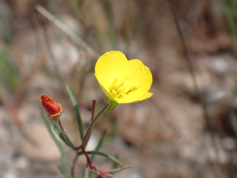 Camissonia campestris subsp. campestris photo 4