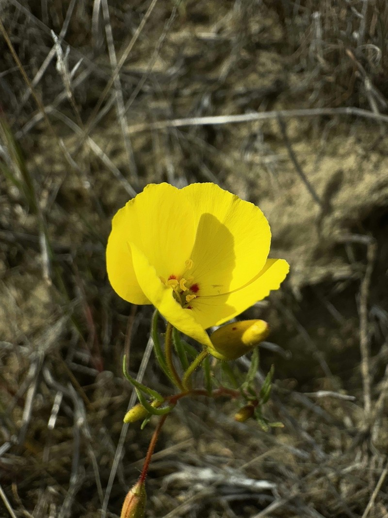 Camissonia campestris subsp. campestris photo 5