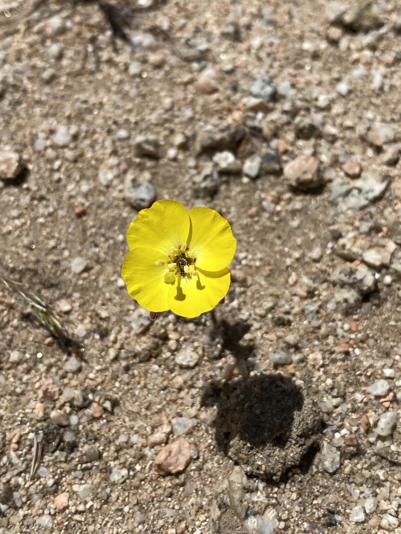 Camissonia campestris subsp. campestris photo 6