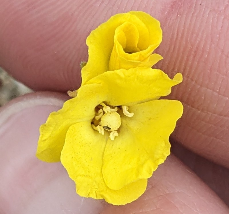 Camissonia campestris subsp. campestris photo 7
