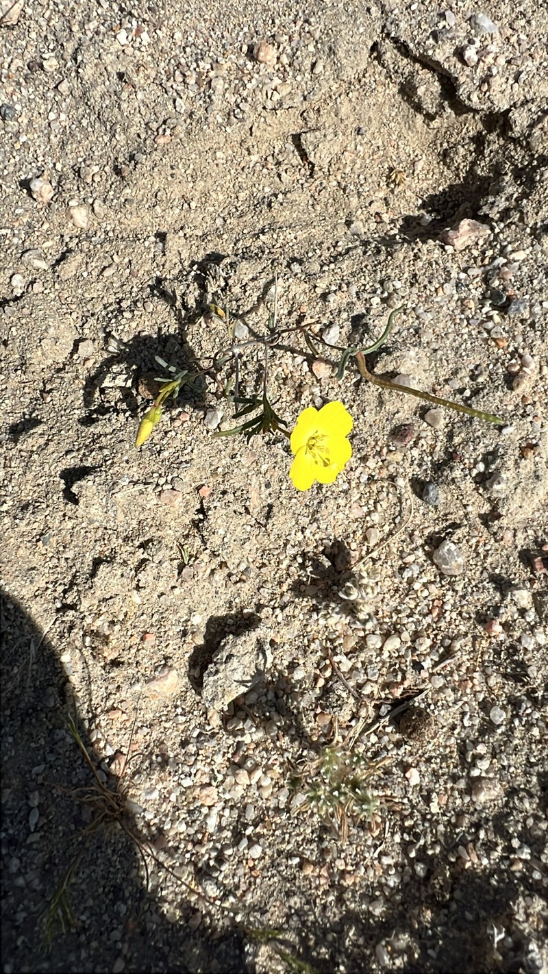 Camissonia campestris subsp. campestris photo 8