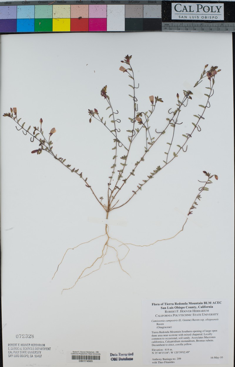 Camissonia campestris subsp. obispoensis photo 2