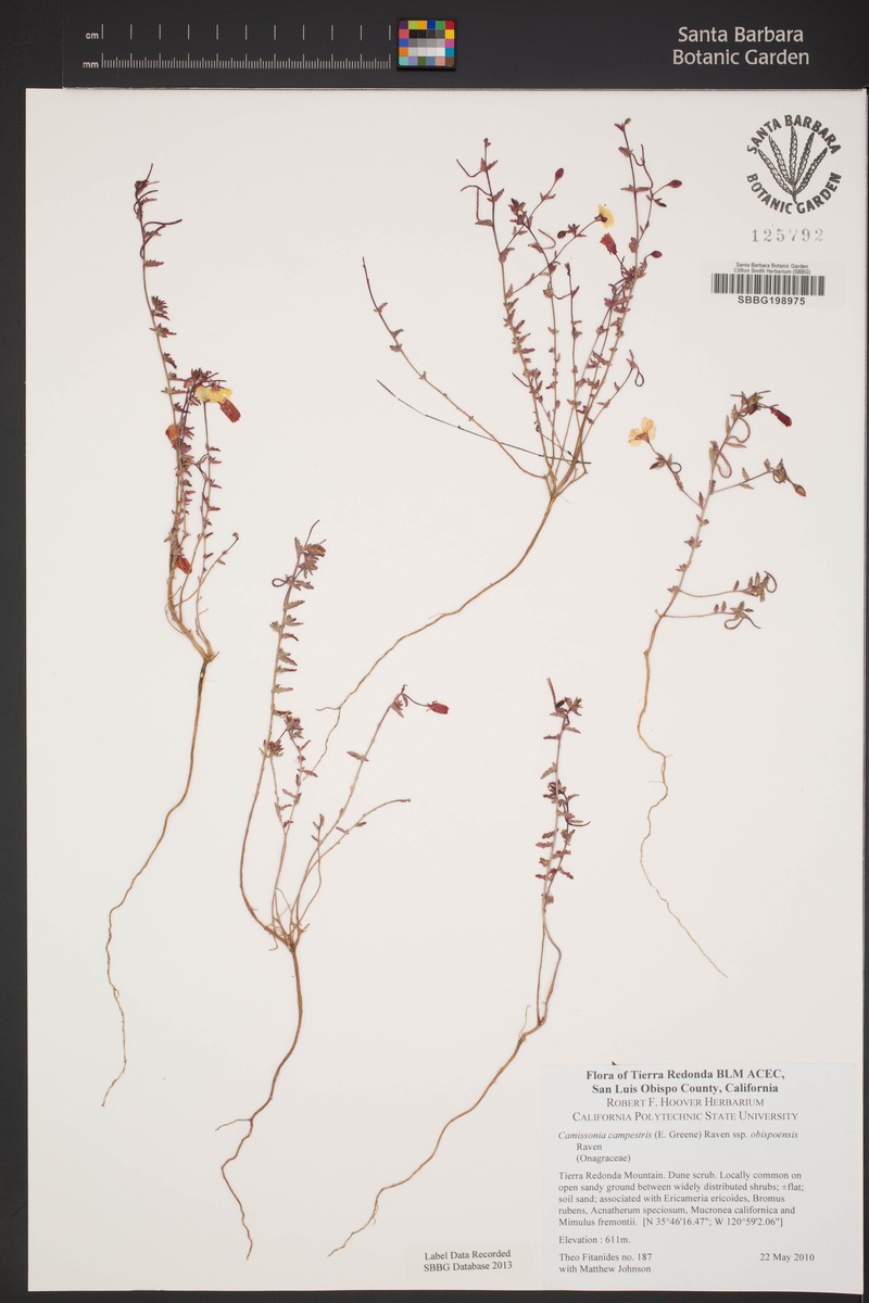 Camissonia campestris subsp. obispoensis photo 3