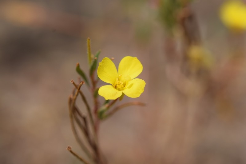 Camissonia campestris subsp. obispoensis