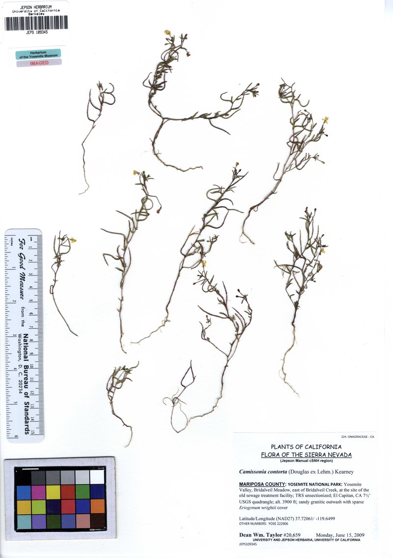 Plains Evening Primrose