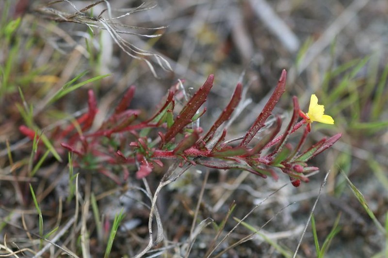 Plains Evening Primrose photo 2