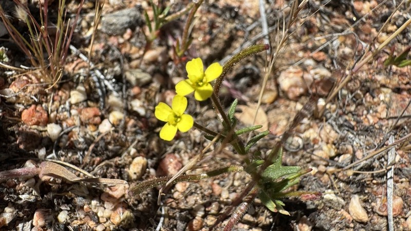 Plains Evening Primrose photo 3