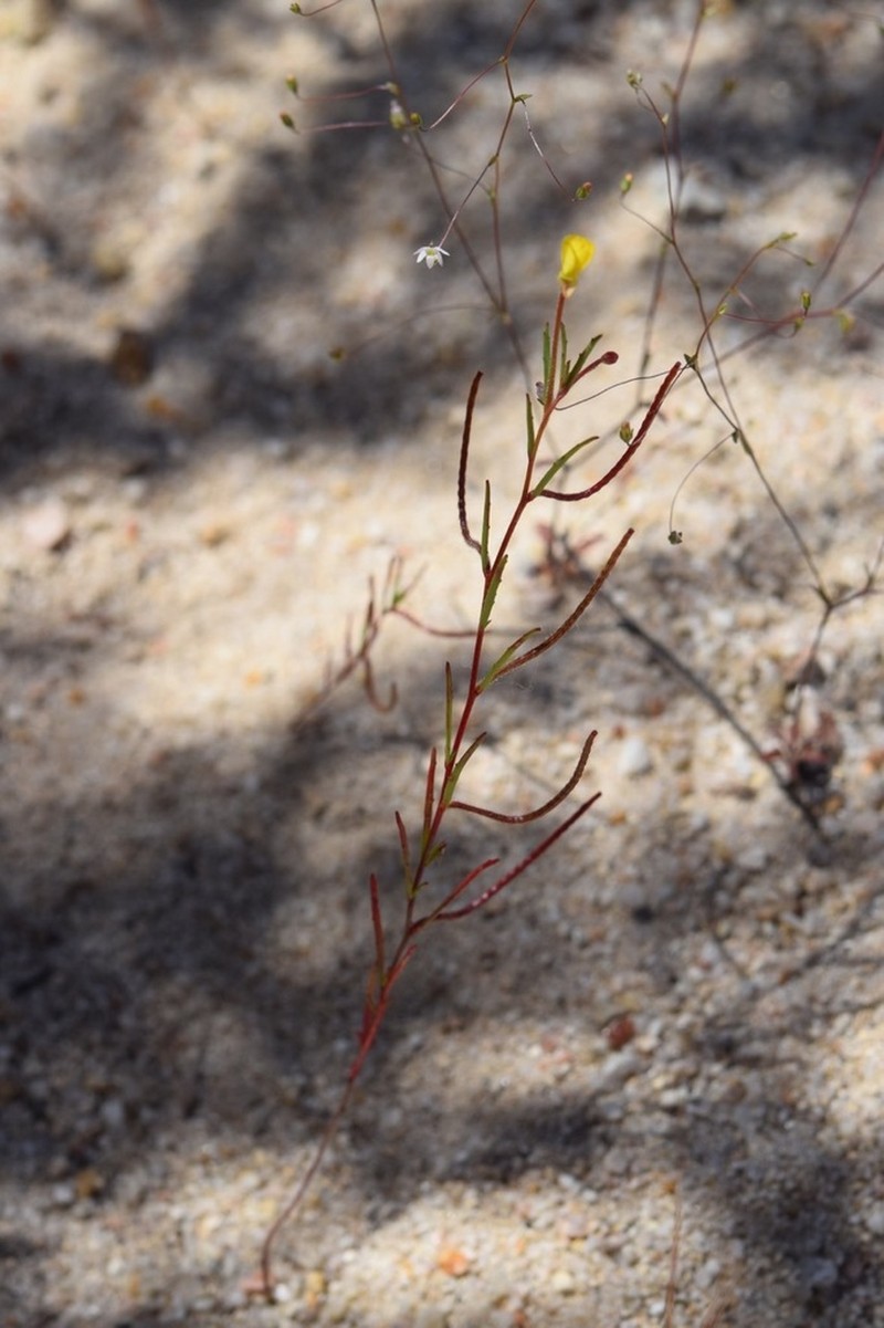 Plains Evening Primrose photo 5