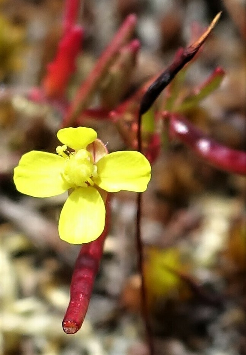 Plains Evening Primrose photo 6