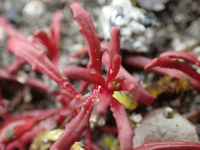 Plains Evening Primrose photo 7