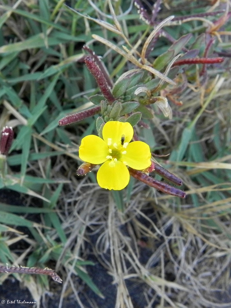 Camissonia dentata
