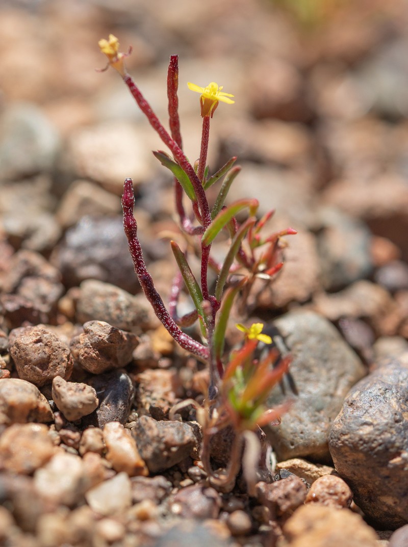 Camissonia dentata photo 2
