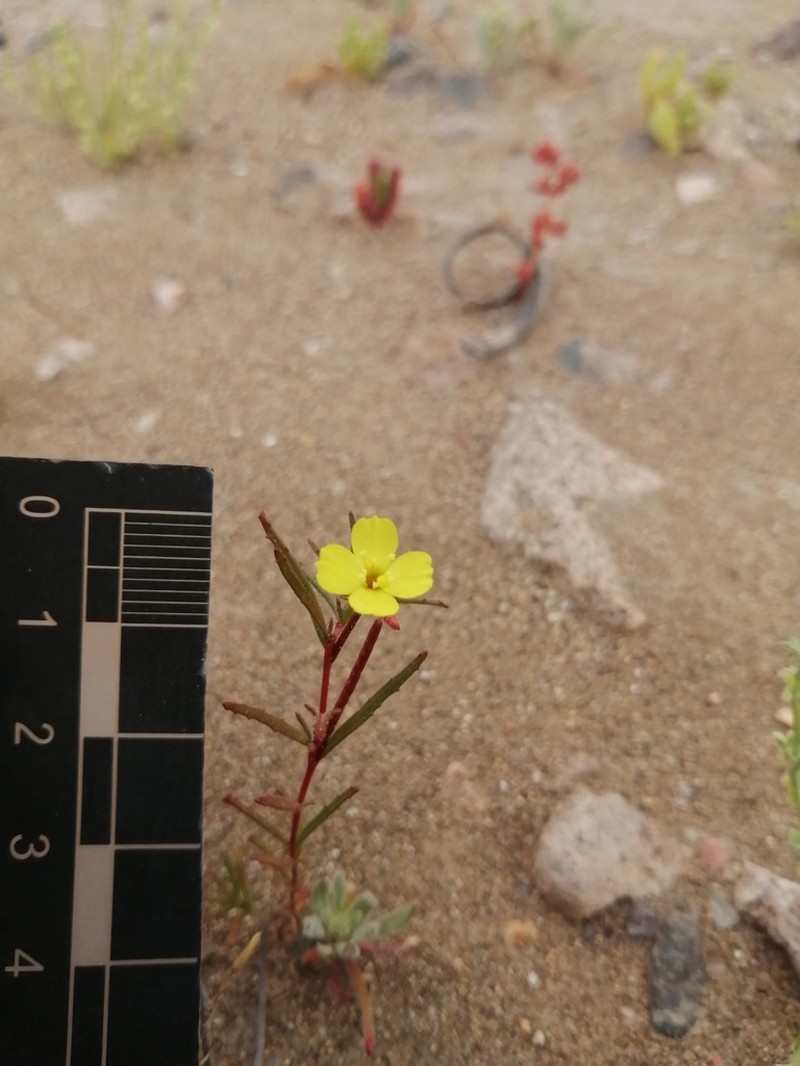 Camissonia dentata photo 3