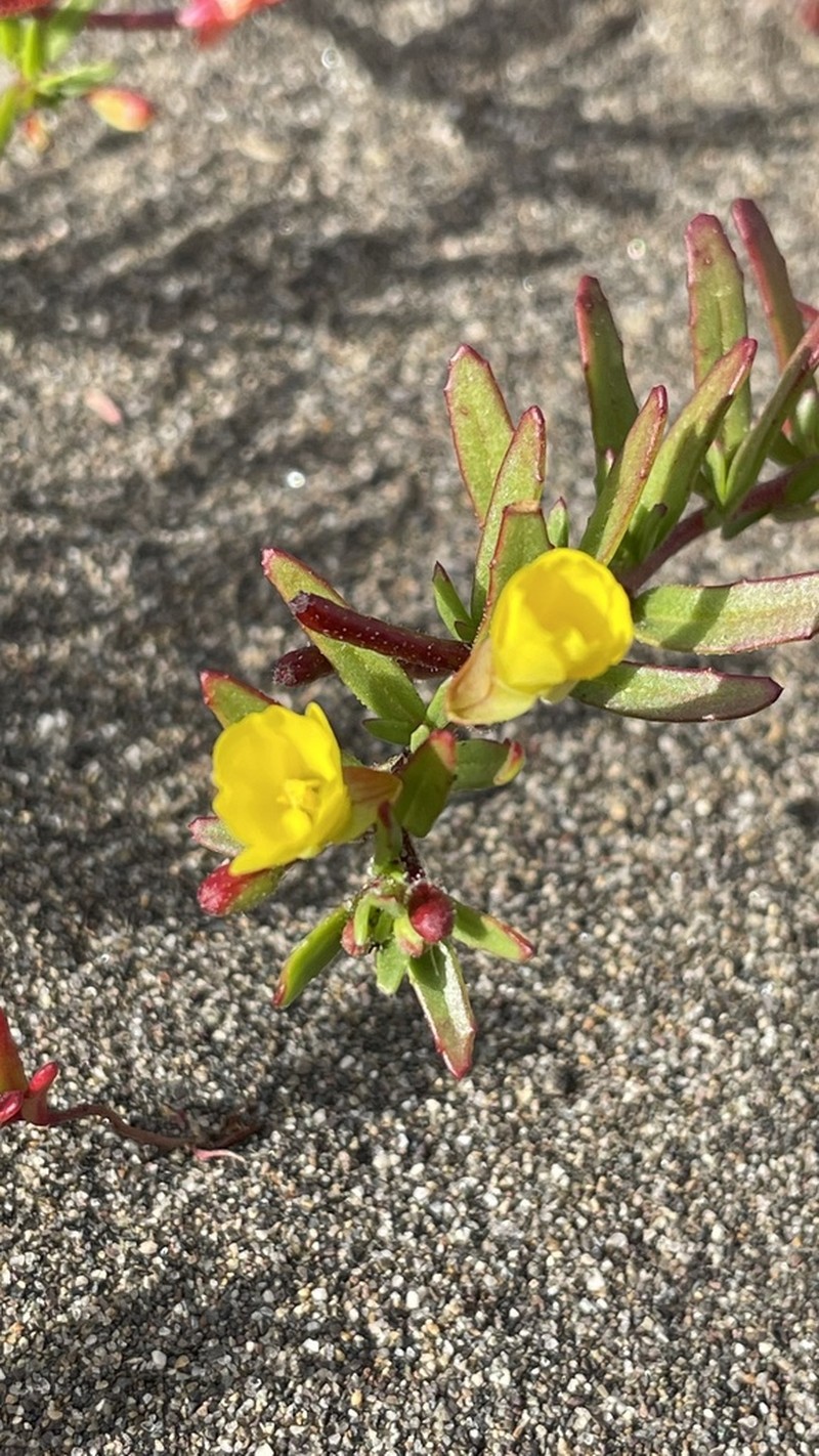 Camissonia dentata photo 4