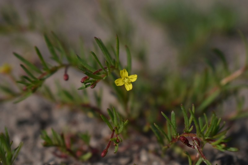 Camissonia dentata photo 5