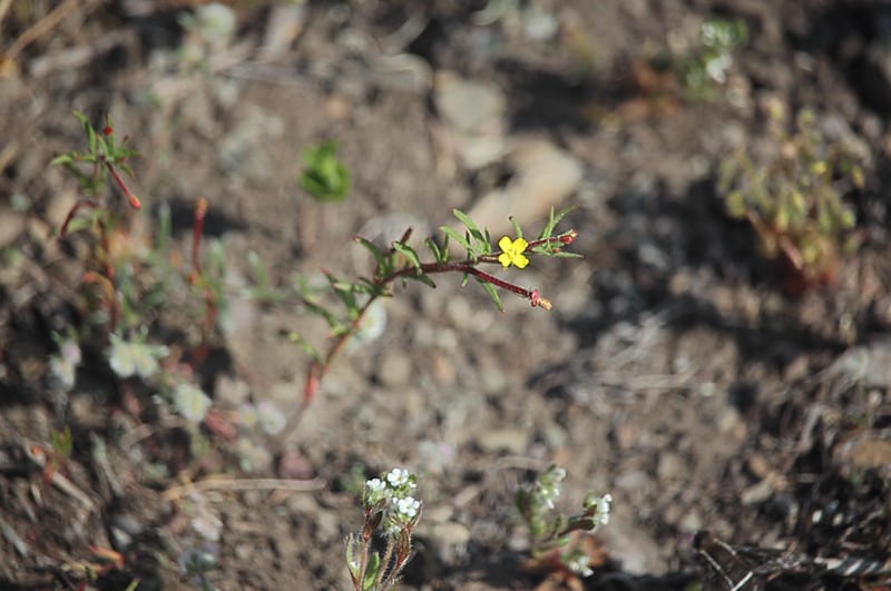 Camissonia dentata photo 6