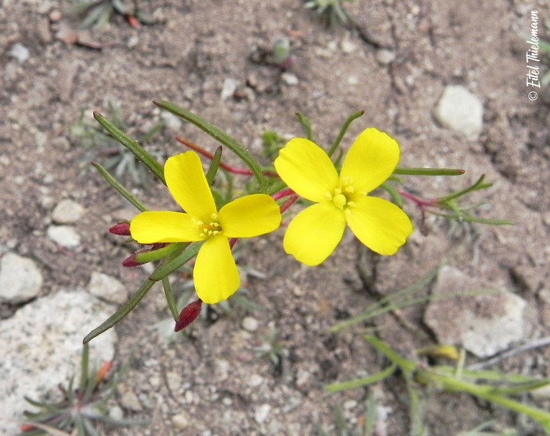 Camissonia dentata photo 7