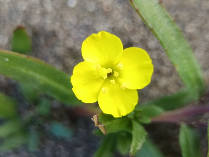 Camissonia dentata photo 8