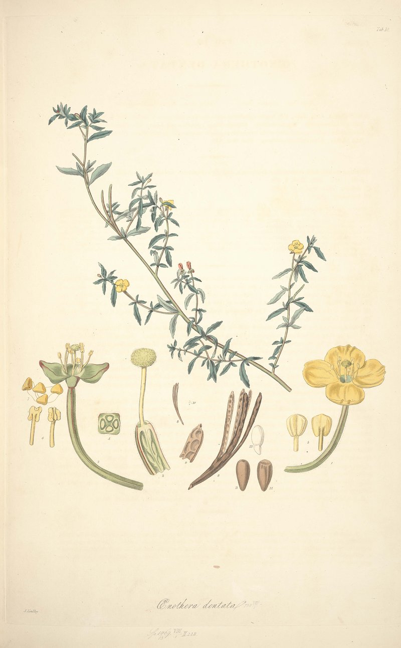 Camissonia dentata