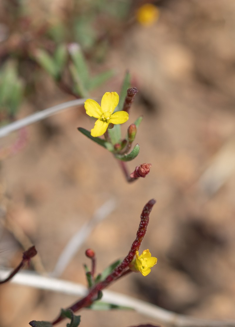 Camissonia dentata subsp. dentata