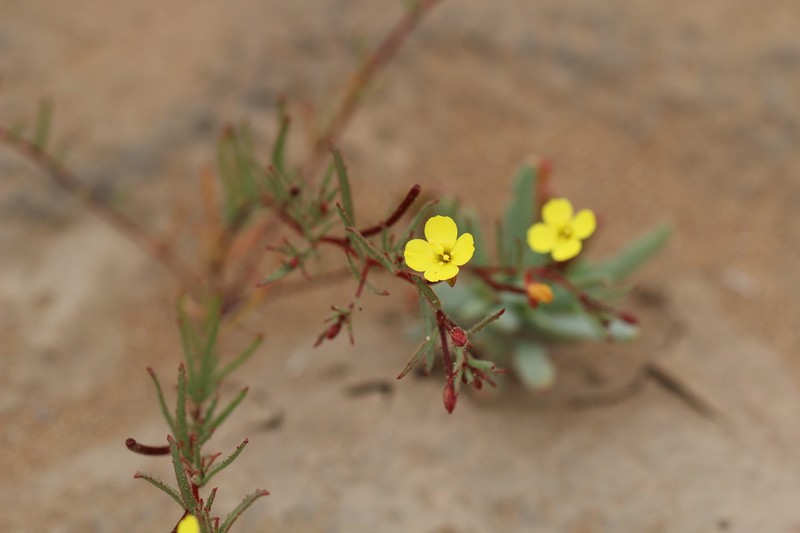 Camissonia dentata subsp. dentata photo 3
