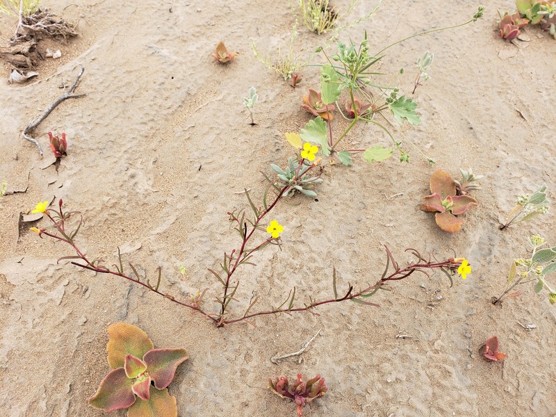 Camissonia dentata subsp. dentata photo 4