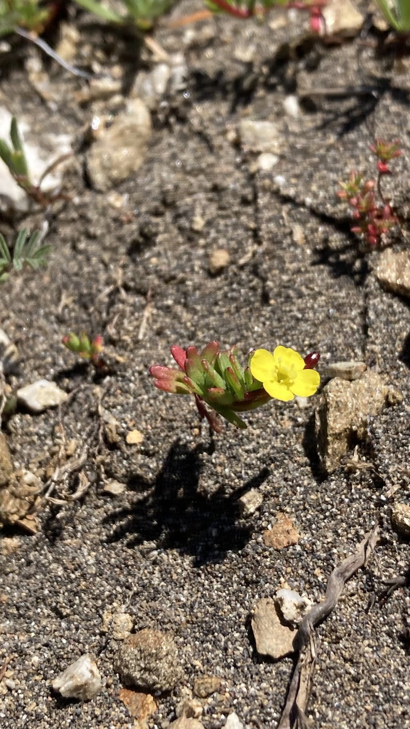 Camissonia dentata subsp. littoralis