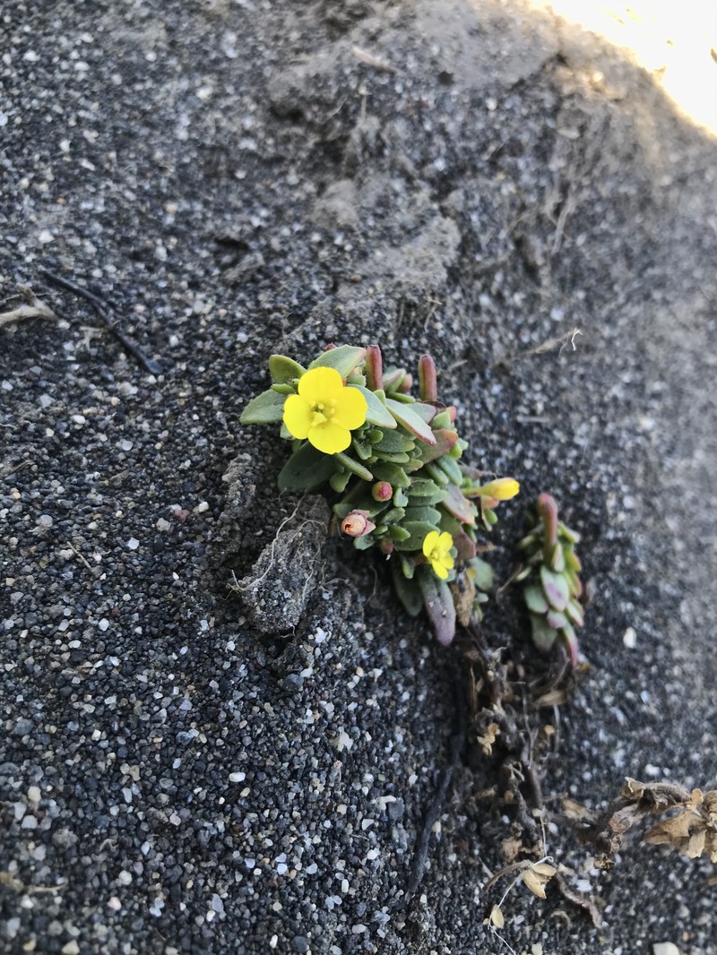 Camissonia dentata subsp. littoralis photo 2
