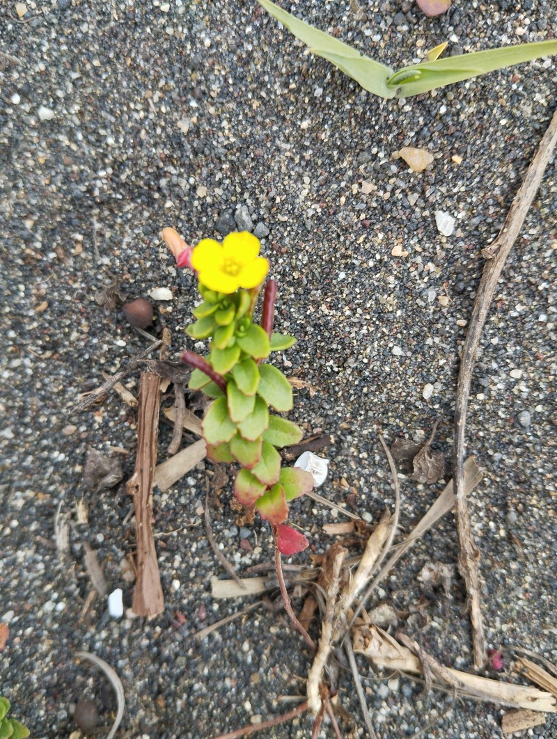 Camissonia dentata subsp. littoralis photo 3