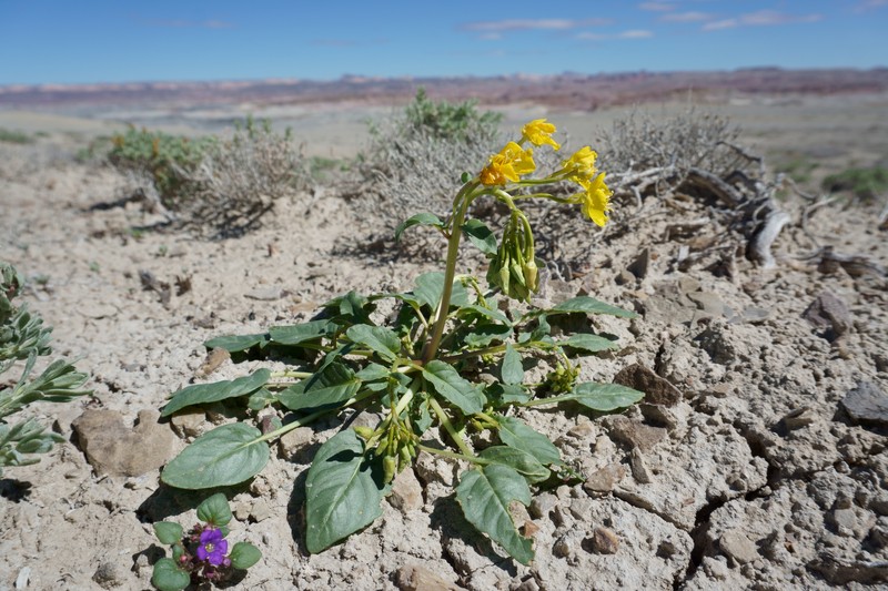 Grand Junction Camissonia