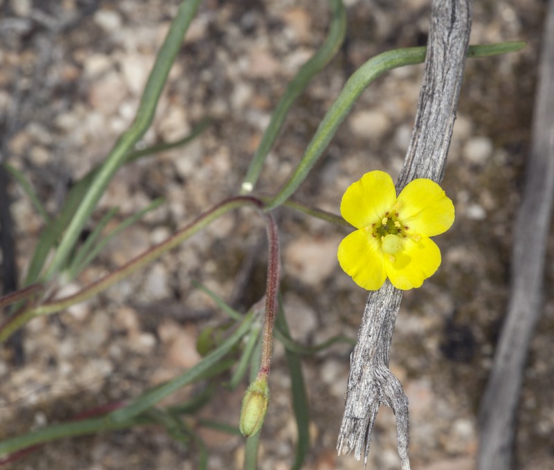 Kern River Evening Primrose