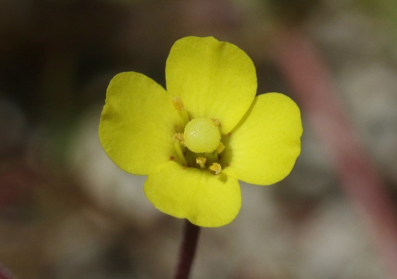 Kern River Evening Primrose
