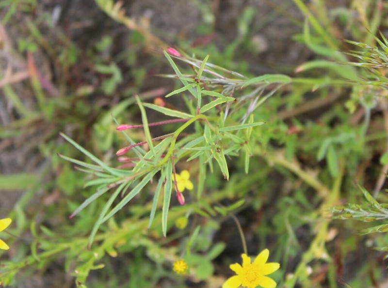 Kern River Evening Primrose photo 2