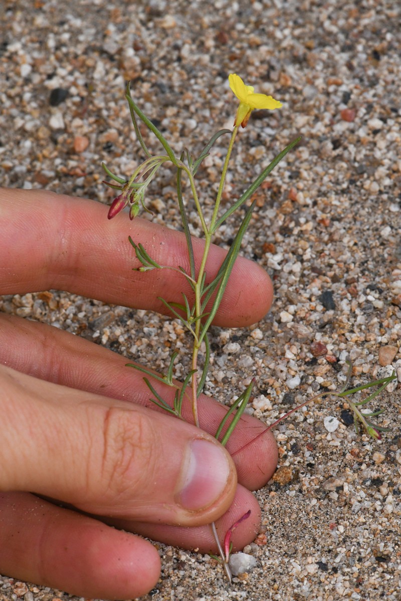 Kern River Evening Primrose photo 3