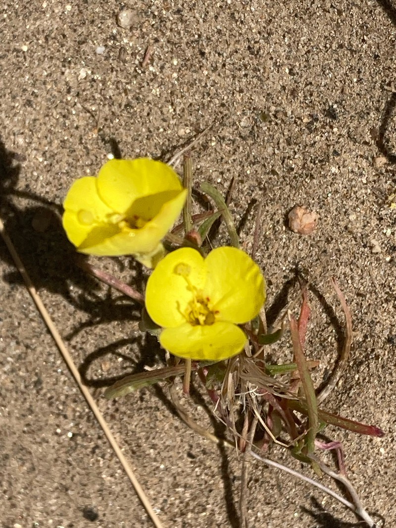 Kern River Evening Primrose photo 4