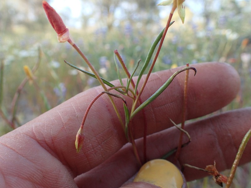 Kern River Evening Primrose photo 5